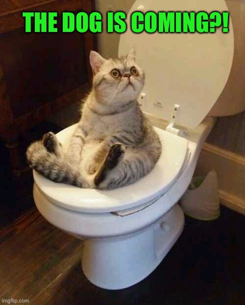 Toilet cat | THE DOG IS COMING?! | image tagged in toilet cat | made w/ Imgflip meme maker