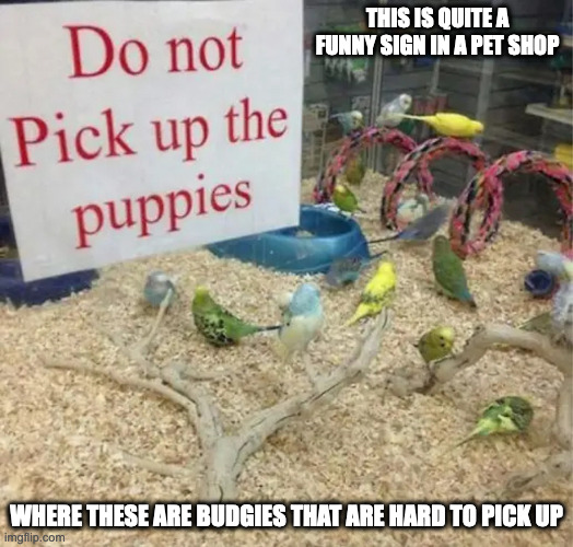 Pet Shop Sign Fail | THIS IS QUITE A FUNNY SIGN IN A PET SHOP; WHERE THESE ARE BUDGIES THAT ARE HARD TO PICK UP | image tagged in fail,pet,memes | made w/ Imgflip meme maker