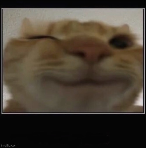 gusic cat | image tagged in gusic cat | made w/ Imgflip meme maker