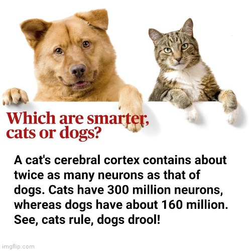 Cat smarts | image tagged in cat,intelligence,smart,fact | made w/ Imgflip meme maker