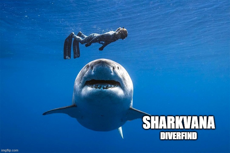 Sharkvans | SHARKVANA; DIVERFIND | image tagged in nirvana,shark,diver,bad album art | made w/ Imgflip meme maker