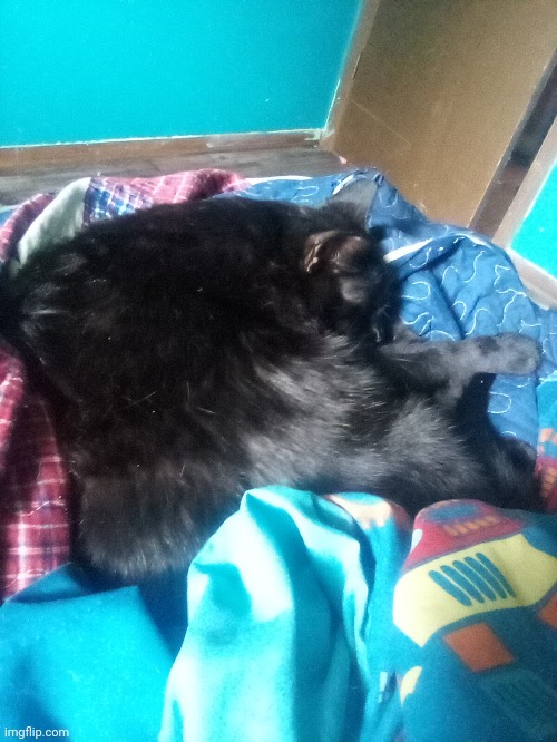 He snoozin | image tagged in sleepy cat,asleep,cats,cute cat,sleepy boi | made w/ Imgflip meme maker