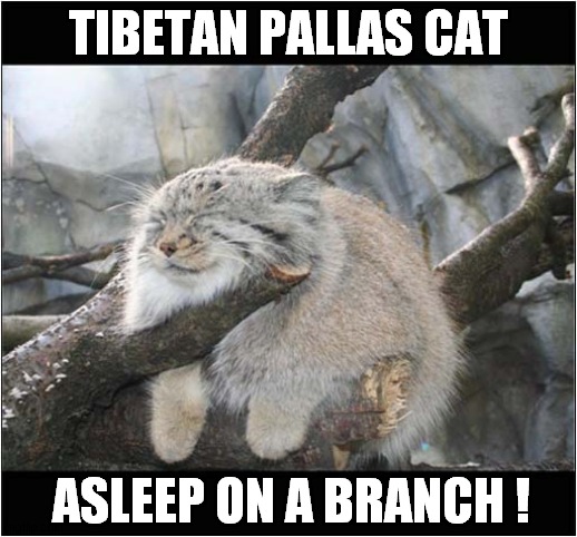 To Make You Smile ! | TIBETAN PALLAS CAT; ASLEEP ON A BRANCH ! | image tagged in cats,to make you smile,pallas cat,sleeping | made w/ Imgflip meme maker