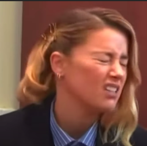 amber heard dog stepped on a bee Memes & GIFs - Imgflip