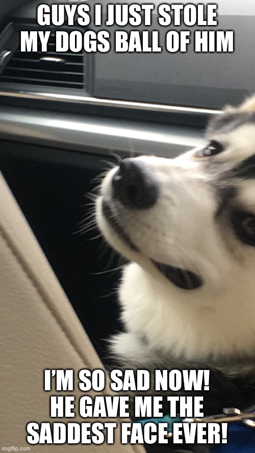 (This pic is from a week ago) | GUYS I JUST STOLE MY DOGS BALL OF HIM; I’M SO SAD NOW! HE GAVE ME THE SADDEST FACE EVER! | made w/ Imgflip meme maker