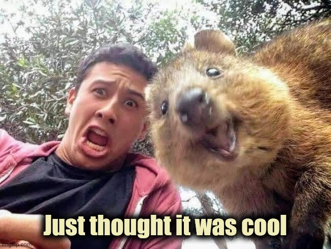 Quokka and Stan | Just thought it was cool | image tagged in quokka and stan | made w/ Imgflip meme maker