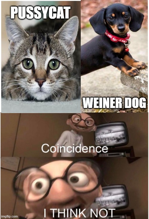 Should this be marked NSFW or what? | PUSSYCAT; WEINER DOG | image tagged in coincidence i think not,dogs,cats,cute | made w/ Imgflip meme maker