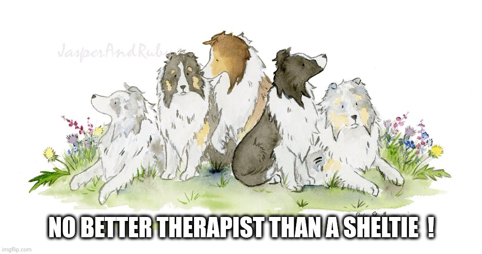 No better Therapist than a Sheltie | NO BETTER THERAPIST THAN A SHELTIE  ! | image tagged in sheltie,antidepressant,therapy dog,therapist | made w/ Imgflip meme maker