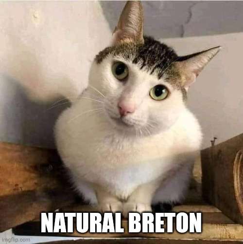 Breton | NATURAL BRETON | image tagged in cat | made w/ Imgflip meme maker
