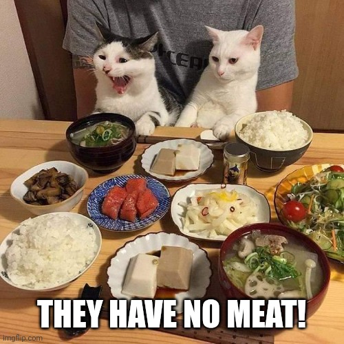 No meat | THEY HAVE NO MEAT! | image tagged in cats | made w/ Imgflip meme maker