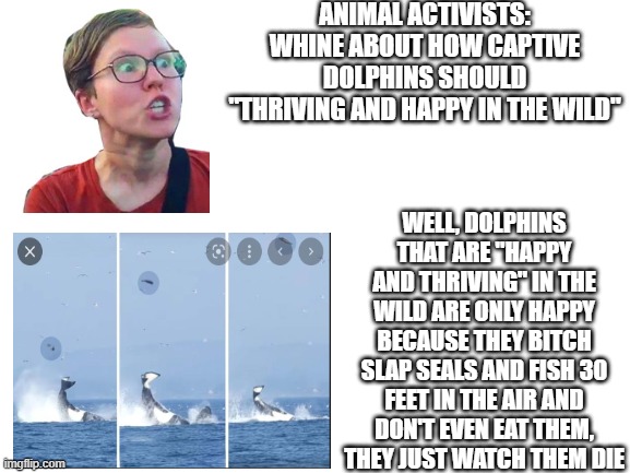 So the orca in Free Willy only went back out into the wild to be an asshole to other animals. | ANIMAL ACTIVISTS: WHINE ABOUT HOW CAPTIVE DOLPHINS SHOULD "THRIVING AND HAPPY IN THE WILD"; WELL, DOLPHINS THAT ARE "HAPPY AND THRIVING" IN THE WILD ARE ONLY HAPPY BECAUSE THEY BITCH SLAP SEALS AND FISH 30 FEET IN THE AIR AND DON'T EVEN EAT THEM, THEY JUST WATCH THEM DIE | image tagged in blank white template,orca,dolphin | made w/ Imgflip meme maker