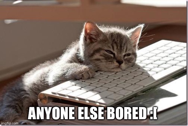Bored Keyboard Cat | ANYONE ELSE BORED :[ | image tagged in bored keyboard cat | made w/ Imgflip meme maker