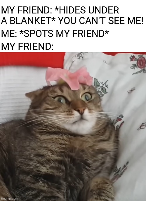 He was in a bad hiding spot after all | MY FRIEND: *HIDES UNDER A BLANKET* YOU CAN'T SEE ME! ME: *SPOTS MY FRIEND*; MY FRIEND: | image tagged in shocked cat,funny,memes,cats | made w/ Imgflip meme maker