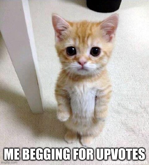 Cute Cat Meme | ME BEGGING FOR UPVOTES | image tagged in memes,cute cat | made w/ Imgflip meme maker