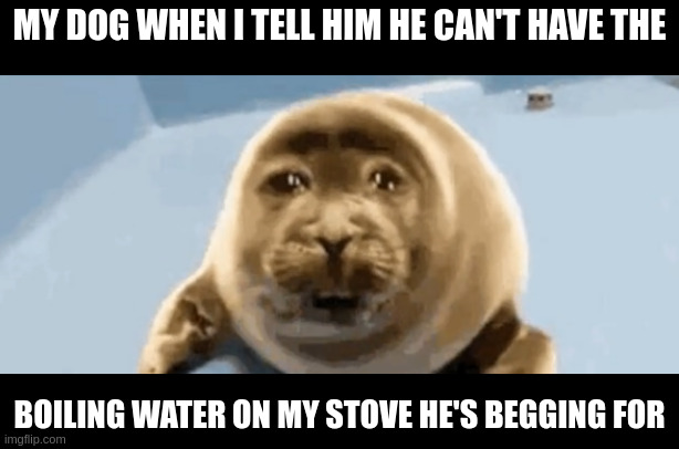 sad seal | MY DOG WHEN I TELL HIM HE CAN'T HAVE THE; BOILING WATER ON MY STOVE HE'S BEGGING FOR | image tagged in sad seal,kermit the frog | made w/ Imgflip meme maker