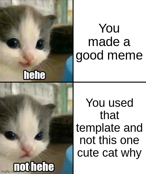 Cute cat hehe and not hehe | You made a good meme You used that template and not this one cute cat why | image tagged in cute cat hehe and not hehe | made w/ Imgflip meme maker