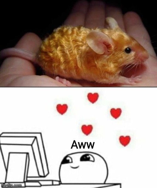 Just found out that hamsters with wavy hair exists | Aww | image tagged in wholesome reaction,cute,aww,hamster,golden | made w/ Imgflip meme maker
