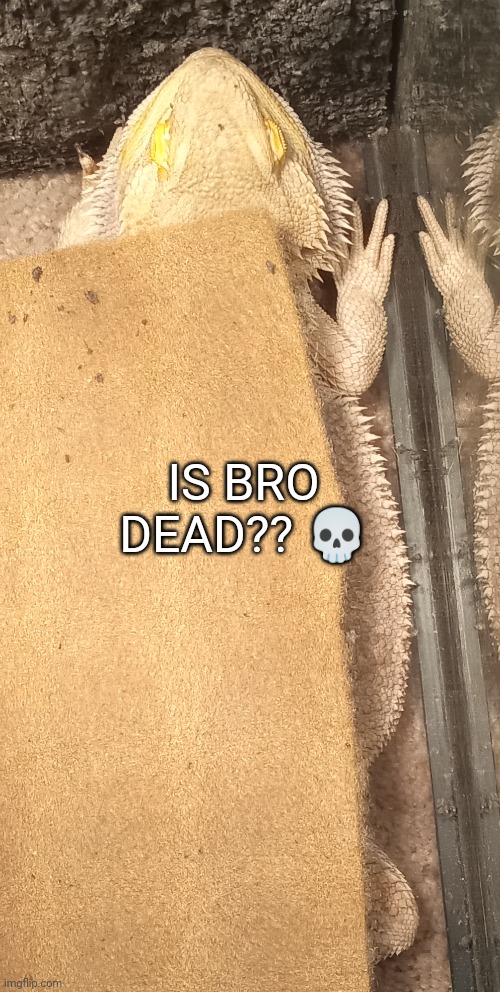 (he is (not dead) ) | IS BRO DEAD?? 💀 | made w/ Imgflip meme maker