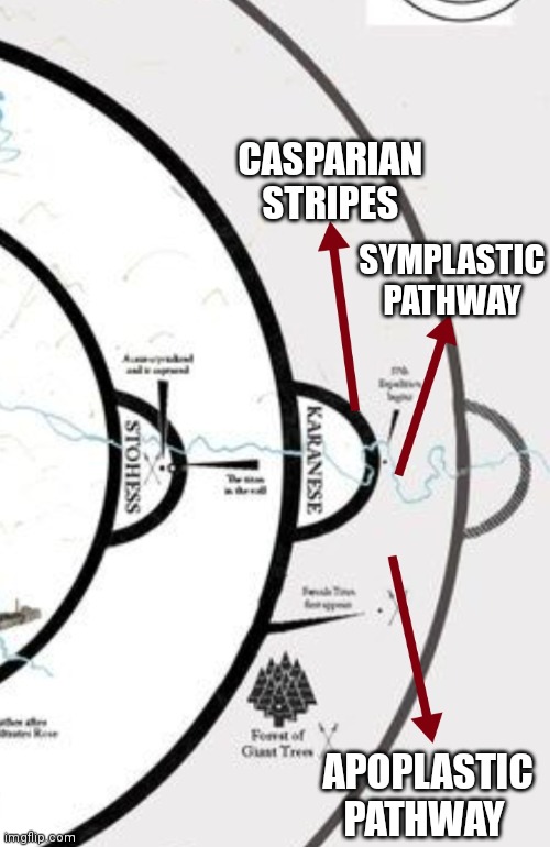 CASPARIAN STRIPES; SYMPLASTIC PATHWAY; APOPLASTIC PATHWAY | made w/ Imgflip meme maker