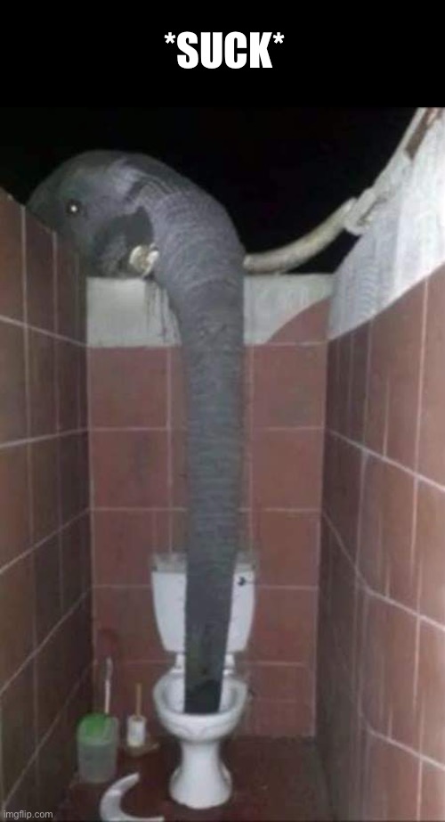 *Suck* | *SUCK* | image tagged in memes,funny,cursed,toilet,elephants,suck | made w/ Imgflip meme maker