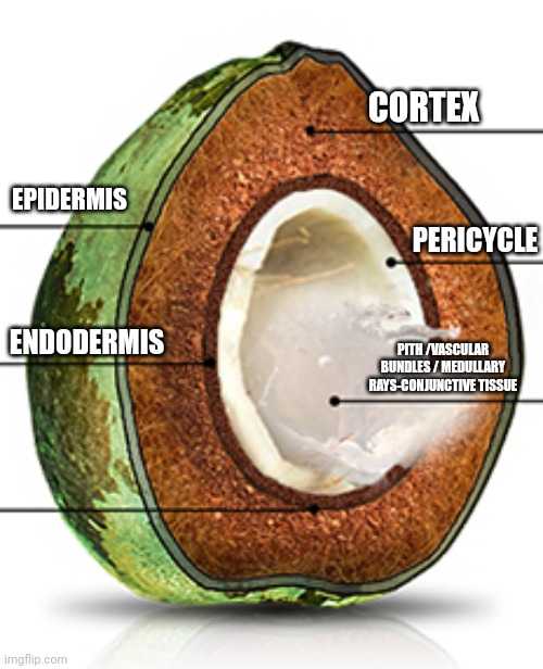 CORTEX; EPIDERMIS; PERICYCLE; ENDODERMIS; PITH /VASCULAR BUNDLES / MEDULLARY RAYS-CONJUNCTIVE TISSUE | made w/ Imgflip meme maker