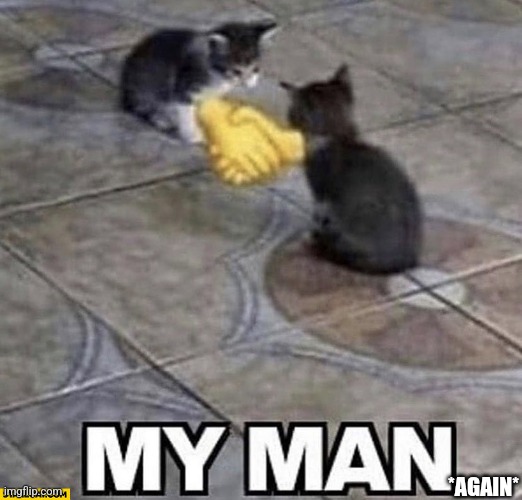 Cats shaking hands | *AGAIN* | image tagged in cats shaking hands | made w/ Imgflip meme maker