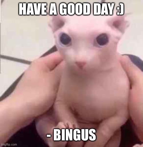 HAVE A GOOD DAY :); - BINGUS | image tagged in bingus | made w/ Imgflip meme maker