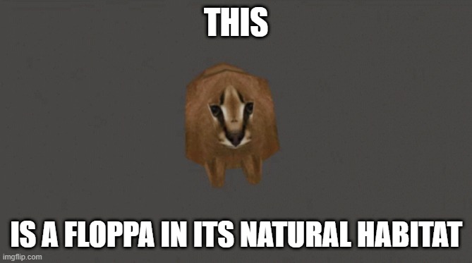 floppa | THIS; IS A FLOPPA IN ITS NATURAL HABITAT | image tagged in floppa spinning around the world | made w/ Imgflip meme maker