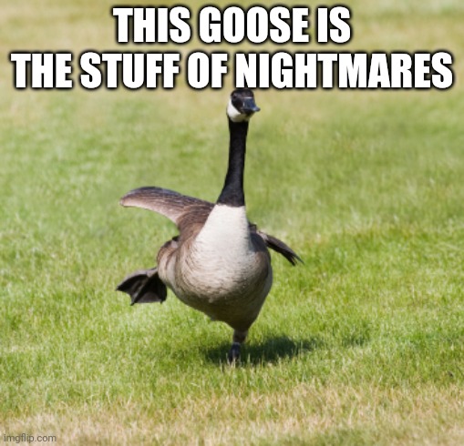 canada goose | THIS GOOSE IS THE STUFF OF NIGHTMARES | image tagged in canada goose | made w/ Imgflip meme maker