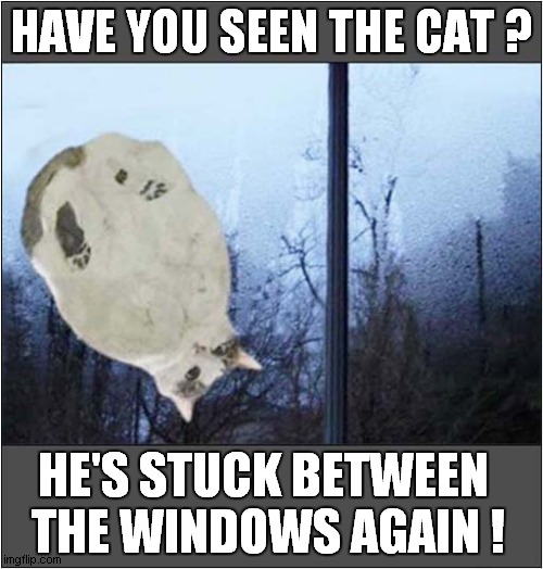 How Does He Do That ? | HAVE YOU SEEN THE CAT ? HE'S STUCK BETWEEN 
THE WINDOWS AGAIN ! | image tagged in cats,windows,trapped,less how more why | made w/ Imgflip meme maker