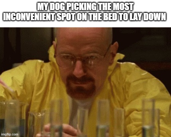 relatable anyone | MY DOG PICKING THE MOST INCONVENIENT SPOT ON THE BED TO LAY DOWN | image tagged in walter white cooking,dogs | made w/ Imgflip meme maker