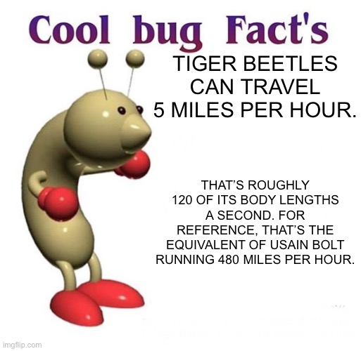 An actual cool bug fact. | TIGER BEETLES CAN TRAVEL 5 MILES PER HOUR. THAT’S ROUGHLY 120 OF ITS BODY LENGTHS A SECOND. FOR REFERENCE, THAT’S THE EQUIVALENT OF USAIN BOLT RUNNING 480 MILES PER HOUR. | image tagged in cool bug facts | made w/ Imgflip meme maker