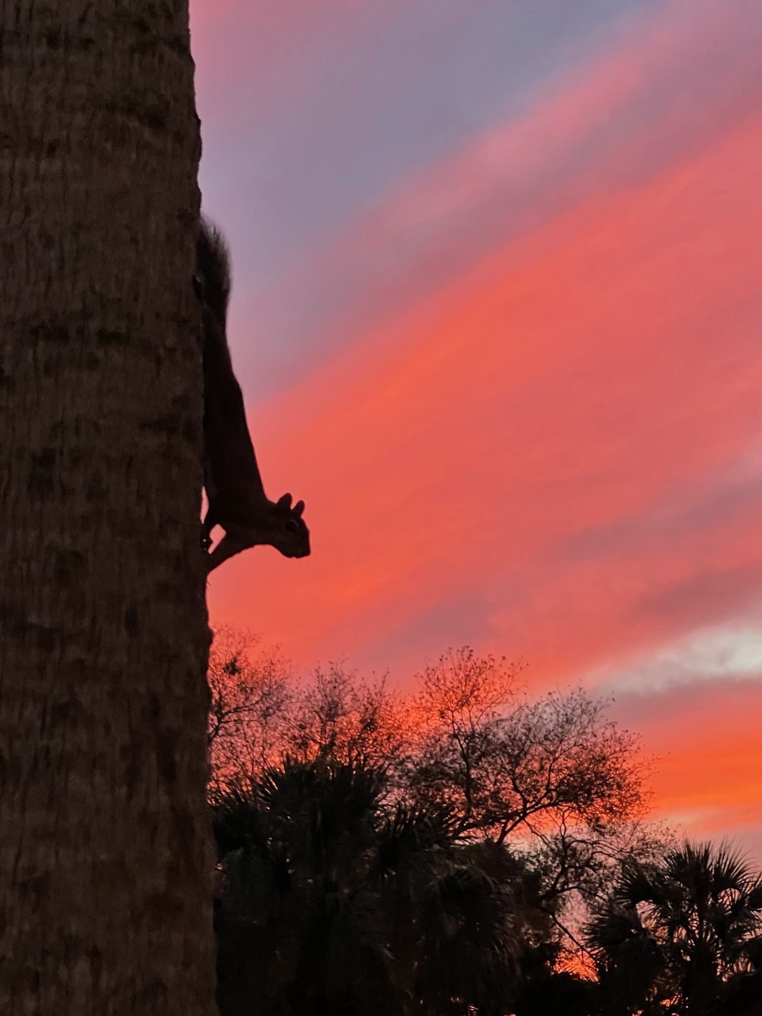 Squirrel on Sunset Blank Meme Template