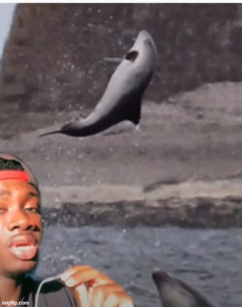 This just makes me relish the fact that dolphins are kept in captivity even more | image tagged in cursed image,yeet,dolphin | made w/ Imgflip meme maker