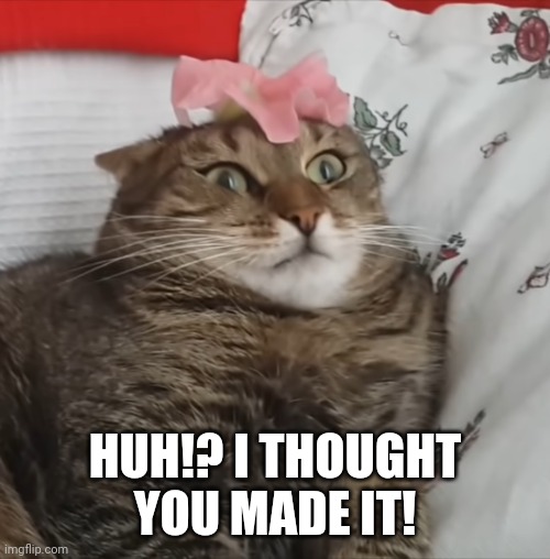 Shocked cat | HUH!? I THOUGHT YOU MADE IT! | image tagged in shocked cat | made w/ Imgflip meme maker