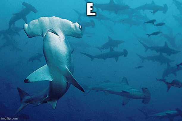 Hammerhead shark | E. | image tagged in hammerhead shark,bige | made w/ Imgflip meme maker