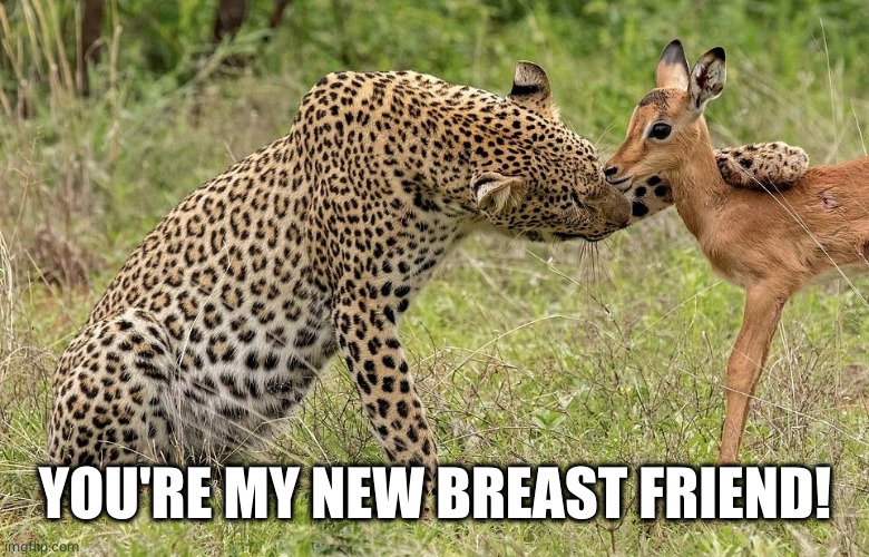 Leopard Antilope | YOU'RE MY NEW BREAST FRIEND! | image tagged in leopard antilope | made w/ Imgflip meme maker