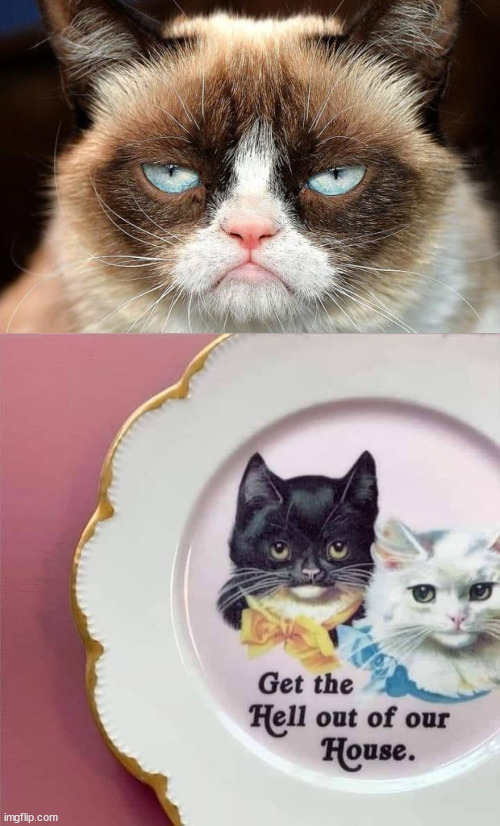 image tagged in memes,grumpy cat not amused,cats | made w/ Imgflip meme maker