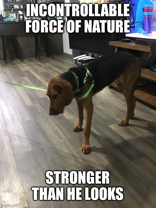 Hound dogs, the force of nature | INCONTROLLABLE FORCE OF NATURE; STRONGER THAN HE LOOKS | image tagged in dog memes | made w/ Imgflip meme maker