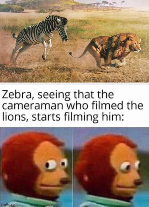 image tagged in zebra chasing a lion,monkey looking away | made w/ Imgflip meme maker