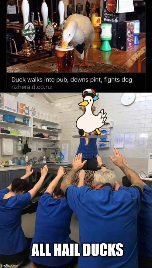 Amazing duck | ALL HAIL DUCKS | image tagged in ducks,hail | made w/ Imgflip meme maker