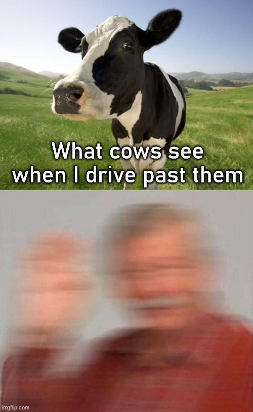 What must they think when we moo at them? | What cows see when I drive past them | image tagged in cow,driving | made w/ Imgflip meme maker