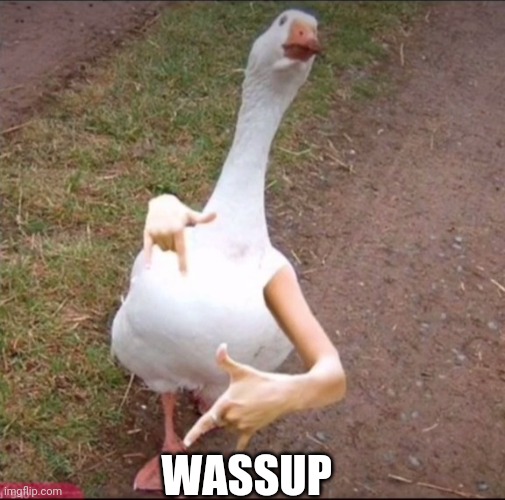 Savage duck | WASSUP | image tagged in duck | made w/ Imgflip meme maker