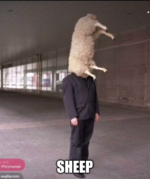 Don't ask for an explanation | SHEEP | image tagged in sheep,man,sheepman | made w/ Imgflip meme maker