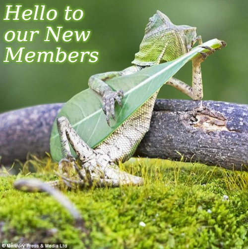 Hello to our New Members | Hello to 
our New
Members | image tagged in lizard music | made w/ Imgflip meme maker
