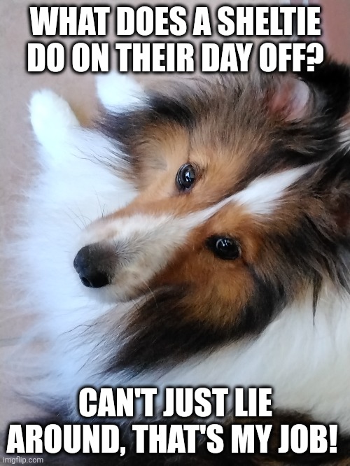 Sheltie Day Off | WHAT DOES A SHELTIE DO ON THEIR DAY OFF? CAN'T JUST LIE AROUND, THAT'S MY JOB! | image tagged in sheltie,day off,lie around | made w/ Imgflip meme maker