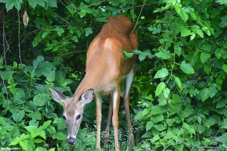 deer in my back yard | image tagged in deer,yard | made w/ Imgflip meme maker