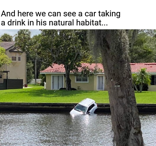 National Geographic's Auto Planet |  And here we can see a car taking a drink in his natural habitat... | image tagged in funny,car,memes,national geographic,wild,auto | made w/ Imgflip meme maker