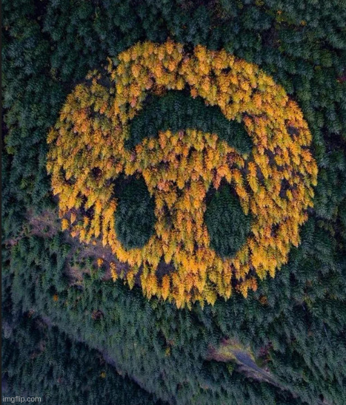 tree smile | image tagged in tree smile | made w/ Imgflip meme maker