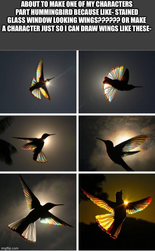 THEY ARE SO PRETTY???? IMAGINE???? LIKE- I WANT GIMMEE WINGS LIKE THESE I WANNA BE PRETTY- | ABOUT TO MAKE ONE OF MY CHARACTERS PART HUMMINGBIRD BECAUSE LIKE- STAINED GLASS WINDOW LOOKING WINGS?????? OR MAKE A CHARACTER JUST SO I CAN DRAW WINGS LIKE THESE- | made w/ Imgflip meme maker